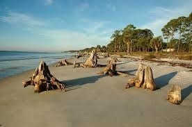 Tree stumps at the Carrabelle Beach