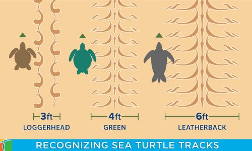 recognizing sea turtle tracks