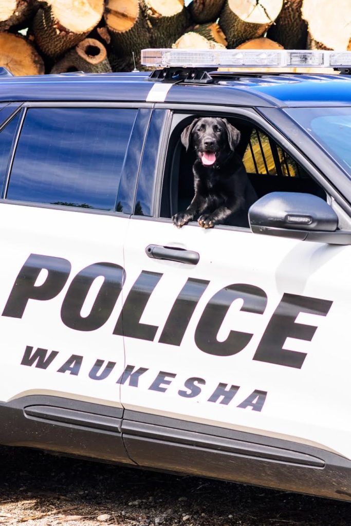 Dog in Police Car