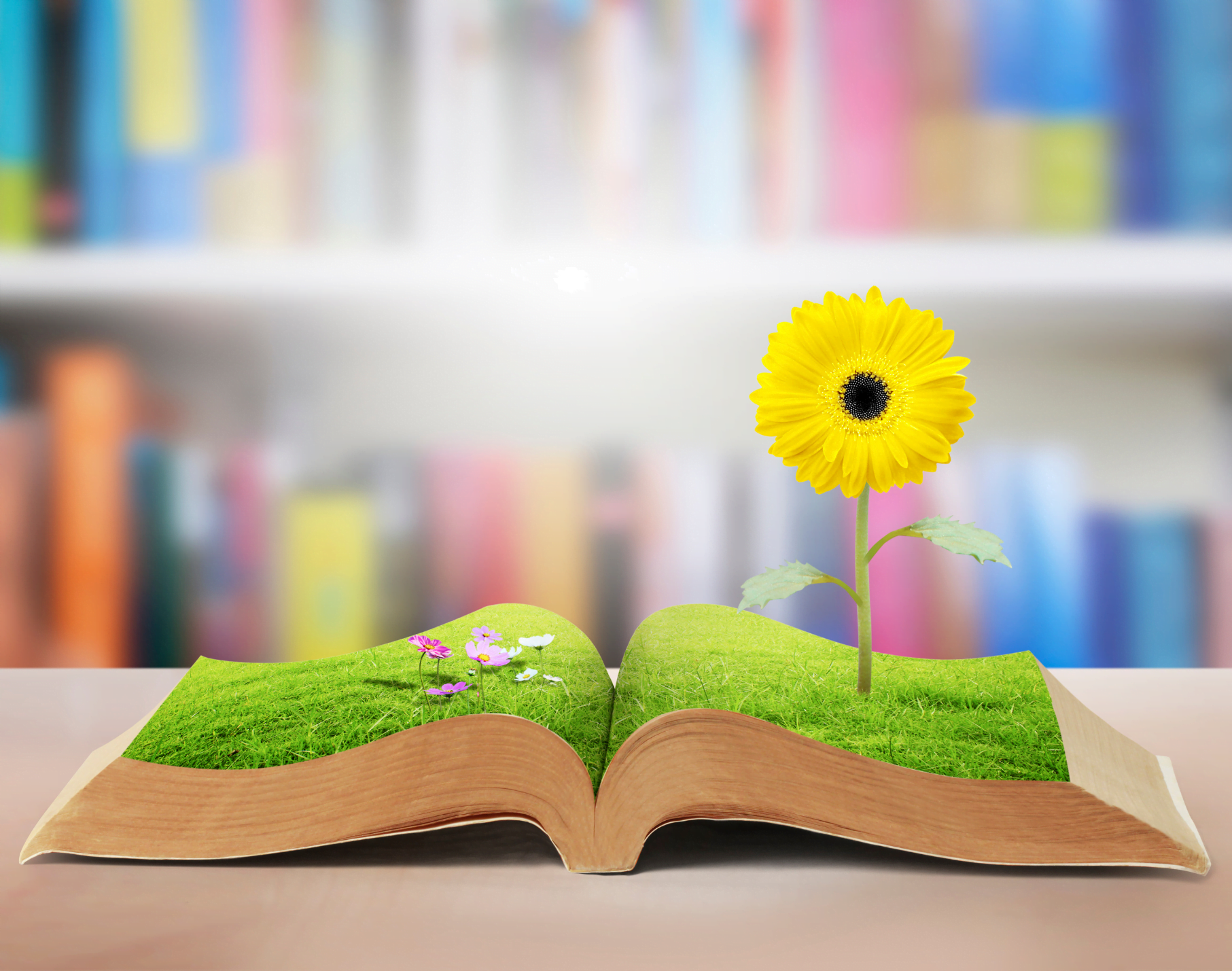 Open book with grass and a flower growing out of it.