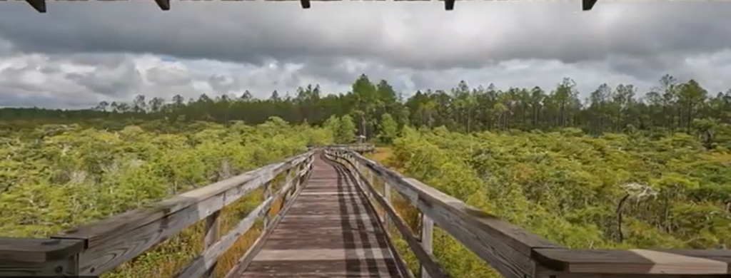 Boardwalk overlooking a forest