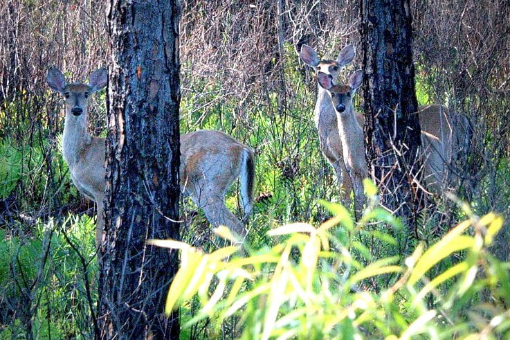 Deer in the Trees by Jon Johnson part of the CHM Tate's Hell 